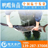 广州鸭嘴鱼苗批发价格