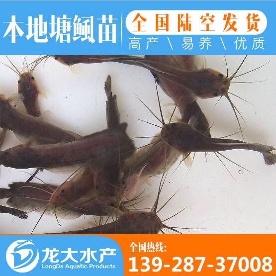 浙江塘角鱼鱼苗价格