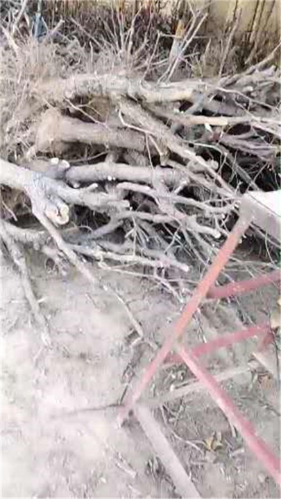 河南-三门峡1公分-15公分的规格枣树苗