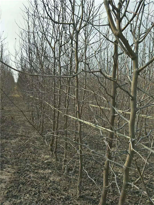 河南-周口沾化冬枣树苗销售