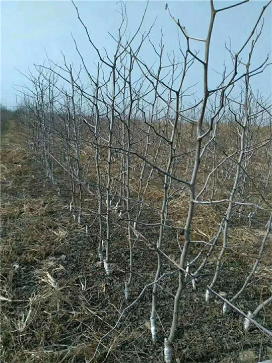 批发枣苗沾化冬枣树苗