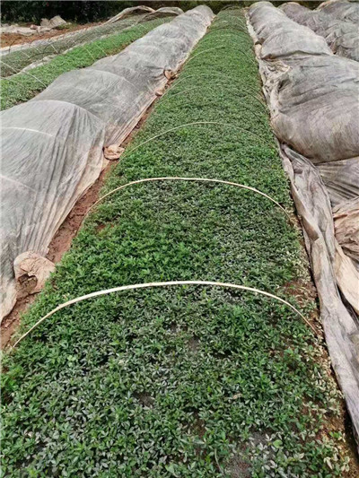 重庆有藤椒苗种植