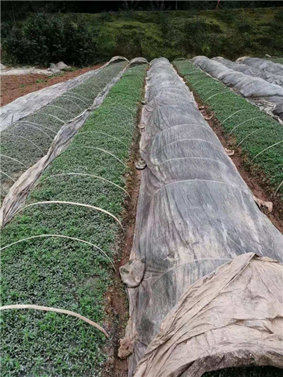 重庆有藤椒苗种植基地