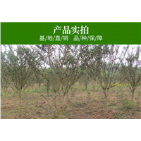 重庆紫薇批发