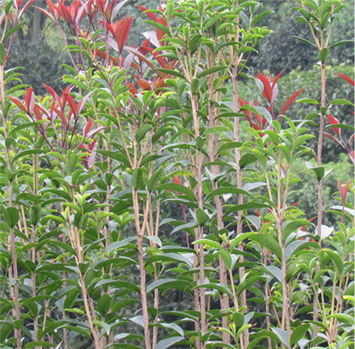 重庆桂花种植