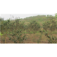 重庆紫薇种植基地