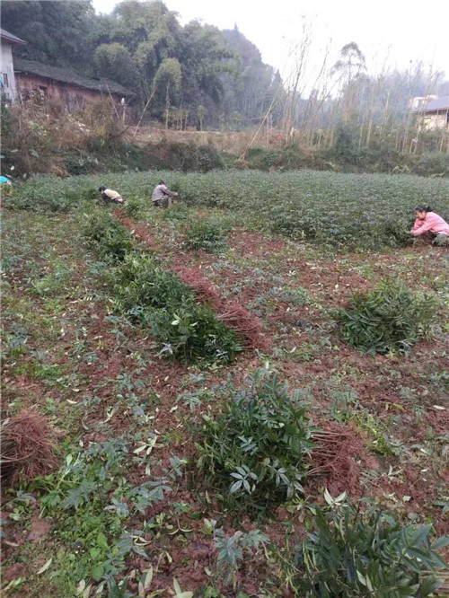 安徽九叶青花椒种植基地