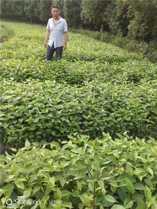 重庆杜仲苗批发