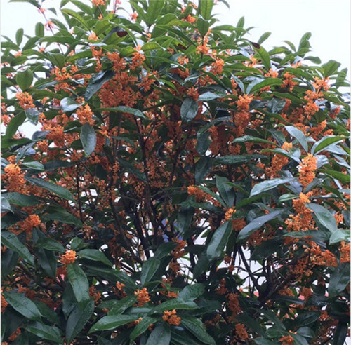 贵州桂花批发