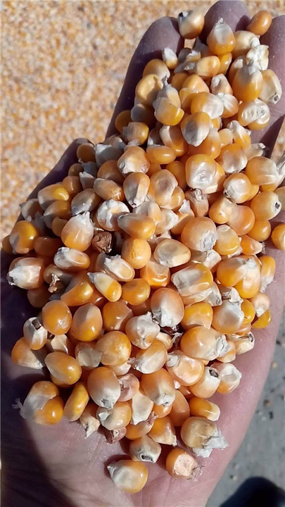 黑龙江粮食收购 
