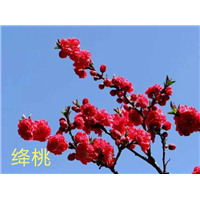 湖北观赏桃花