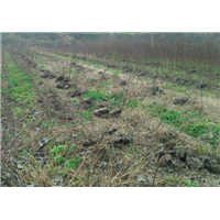 桃树苗种植基地