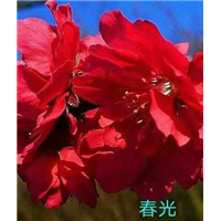 观赏桃花