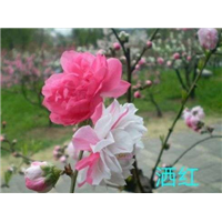 观赏桃花
