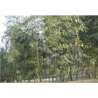 竹子种植基地