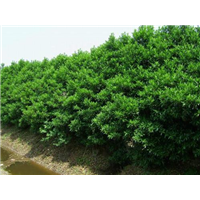 冬青种植基地