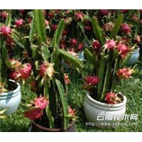 果树供货商