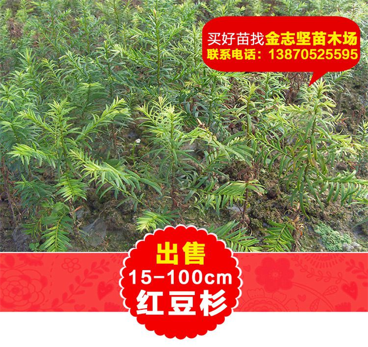 红豆杉小苗厂家直销