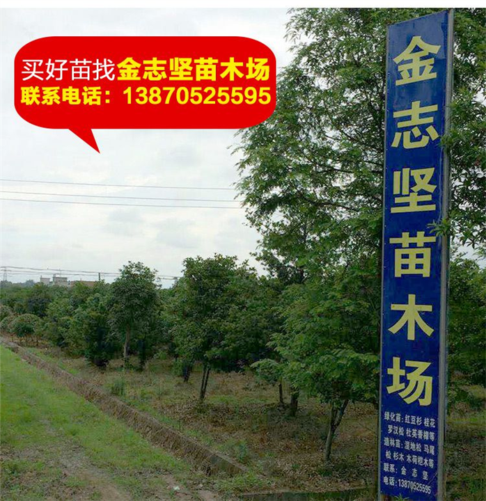 红豆杉小苗报价