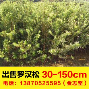 红豆杉小苗价格