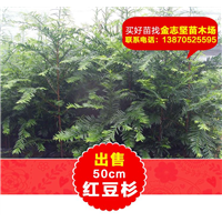红豆杉小苗批发价格