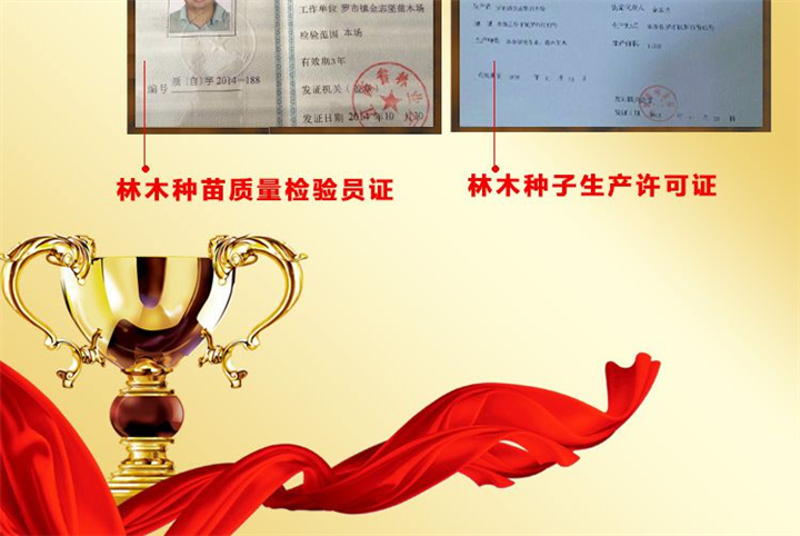 红豆杉小苗报价