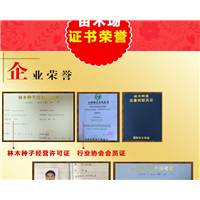 红豆杉小苗价格