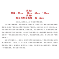 红豆杉小苗供货商