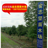 红豆杉小苗报价