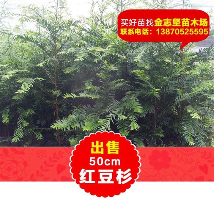 红豆杉小苗批发价格