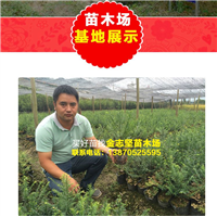 红豆杉小苗种植基地