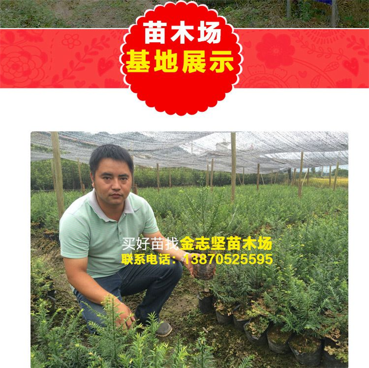 红豆杉小苗种植基地