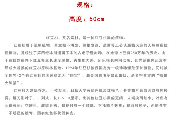 红豆杉小苗供应商