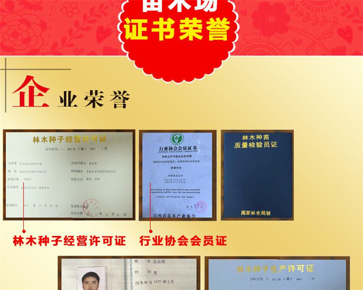 红豆杉小苗价格