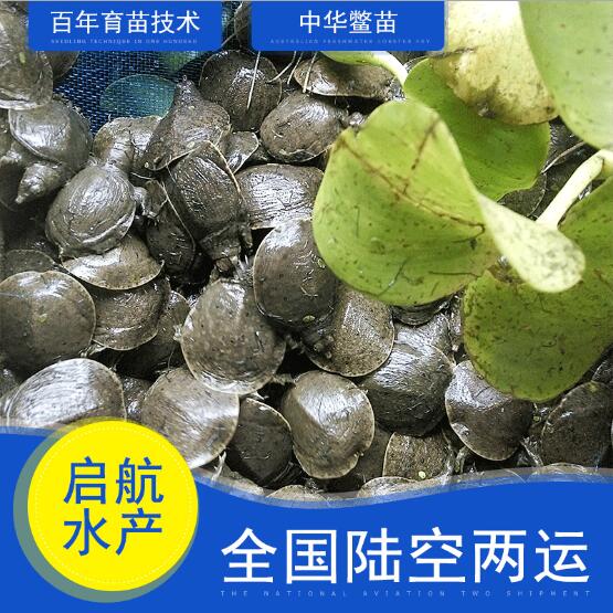 惠州中华鳖鱼苗价格