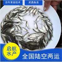 惠州武昌鱼苗批发价格