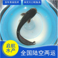 广东鲶鱼苗批发