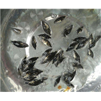 桂花鱼苗批发价格
