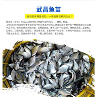 武昌鱼苗养殖基地