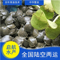 惠州中华鳖鱼苗价格