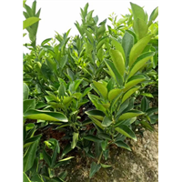 纽荷尔脐橙苗供应商