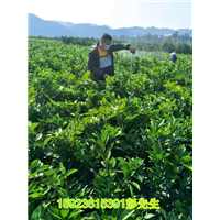 秀山脐橙苗基地 