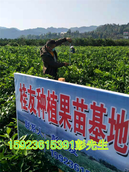 脐橙苗种植场 