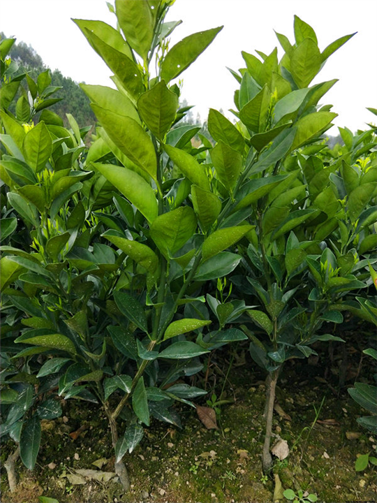 纽荷尔脐橙苗 
