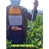 脐橙苗批发 