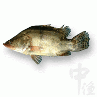 桂花鱼苗供应批发 