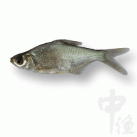 四川武鲳边鱼苗供货商 