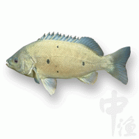 澳洲宝石鲈鱼苗批发 