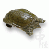甲鱼鱼苗批发价格 