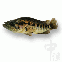 淡水石斑鱼苗批发价格 